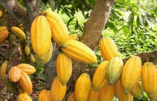 Buy Premium Cocoa Beans from Ugandan cocoa Exporter +27631501216 We are based in South Africa and Ug