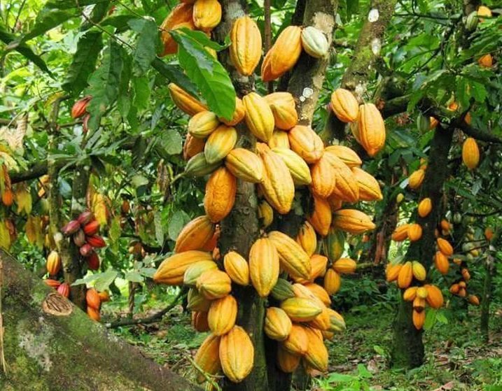 Cocoa Exporter Near Me | Buy Fermented Dried Raw Cacao Beans +27631501216