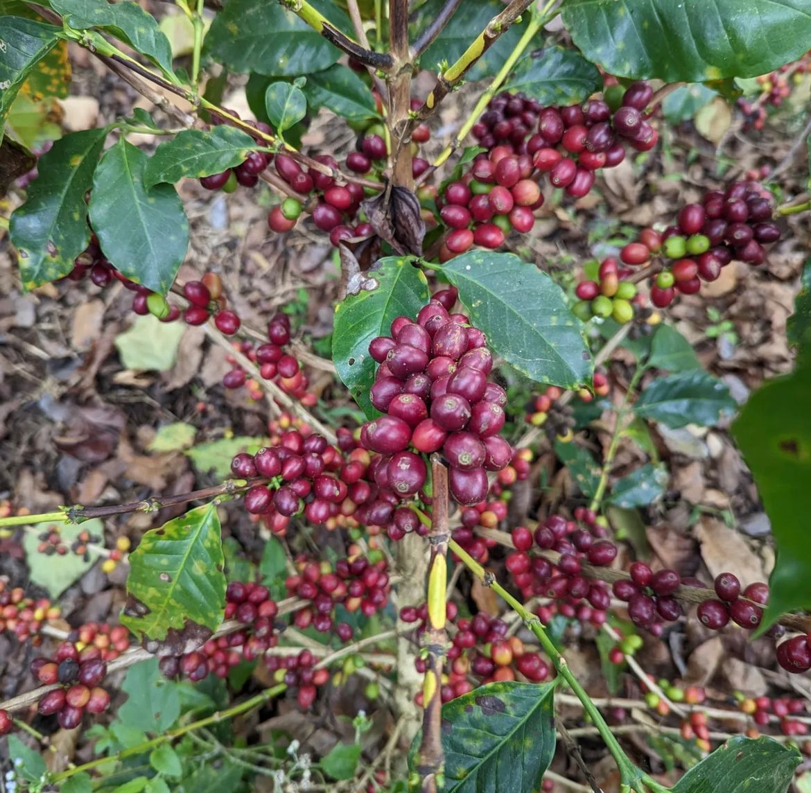 Export and Import Coffee Beans to Europe | Coffee Bean Imports and Export in United States +27631501