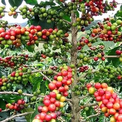 Selling high quality Coffee Beans Asia, Europe, Africa, America, and Antarctica +27631501216.