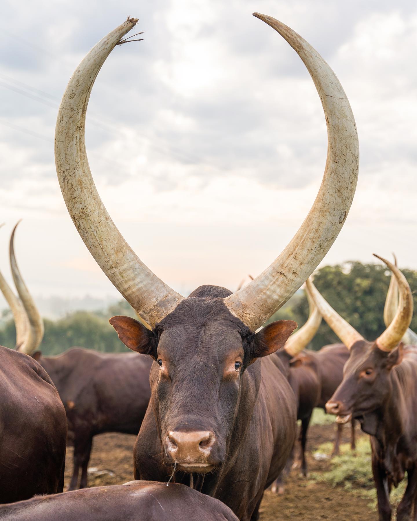 South Africa Ankole Exporters, Suppliers, Importers and Buyers | livestock marketing specialists +27