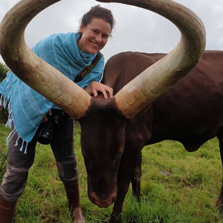 South Africa Ankole Exporters, Suppliers, Importers and Buyers | livestock marketing specialists +27