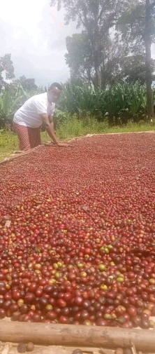 African Coffee Exporters & Importers +27631501216 | Top Best Robusta Coffee Beans Suppliers