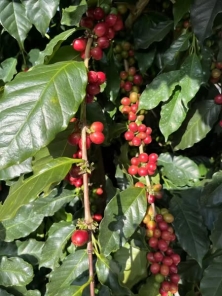 African Coffee Exporters & Importers +27631501216 | Top Best Robusta Coffee Beans Suppliers