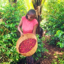 African Coffee Exporters & Importers +27631501216 | Top Best Robusta Coffee Beans Suppliers