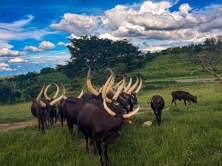 Ankole Bulls for sale | Ankole Female Cow | Ankole Cattle Auctions | Ankole Bulls for Auction +27631