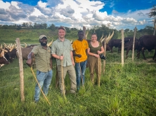 Ankole Bulls for sale | Ankole Female Cow | Ankole Cattle Auctions | Ankole Bulls for Auction +27631