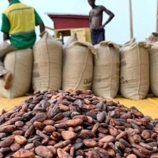 Cocoa Bean Exporters Near Me  +27631501216 We are CONGLOMERATE GLOBAL PTY LTD We Export Cocoa beans 