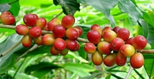 Green Coffee Beans distributors, Supplier & Exporter Near Me +27631501216 United States China ,Japan