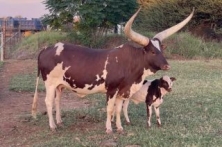 Livestock Trade | Ankole Breed For Sale | Ankole cattle in South Africa for Sale +27631501216