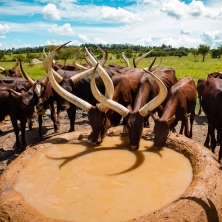 South Africa Ankole Exporters, Suppliers, Importers and Buyers | livestock marketing specialists +27