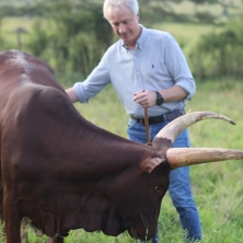 South Africa Ankole Exporters, Suppliers, Importers and Buyers | livestock marketing specialists +27