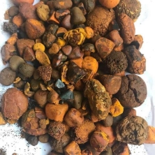 Whatsapp +237651673431/ Buy/sale top Quality Ox Cattle Gallstones Online. Email : jordanchapman20@gm